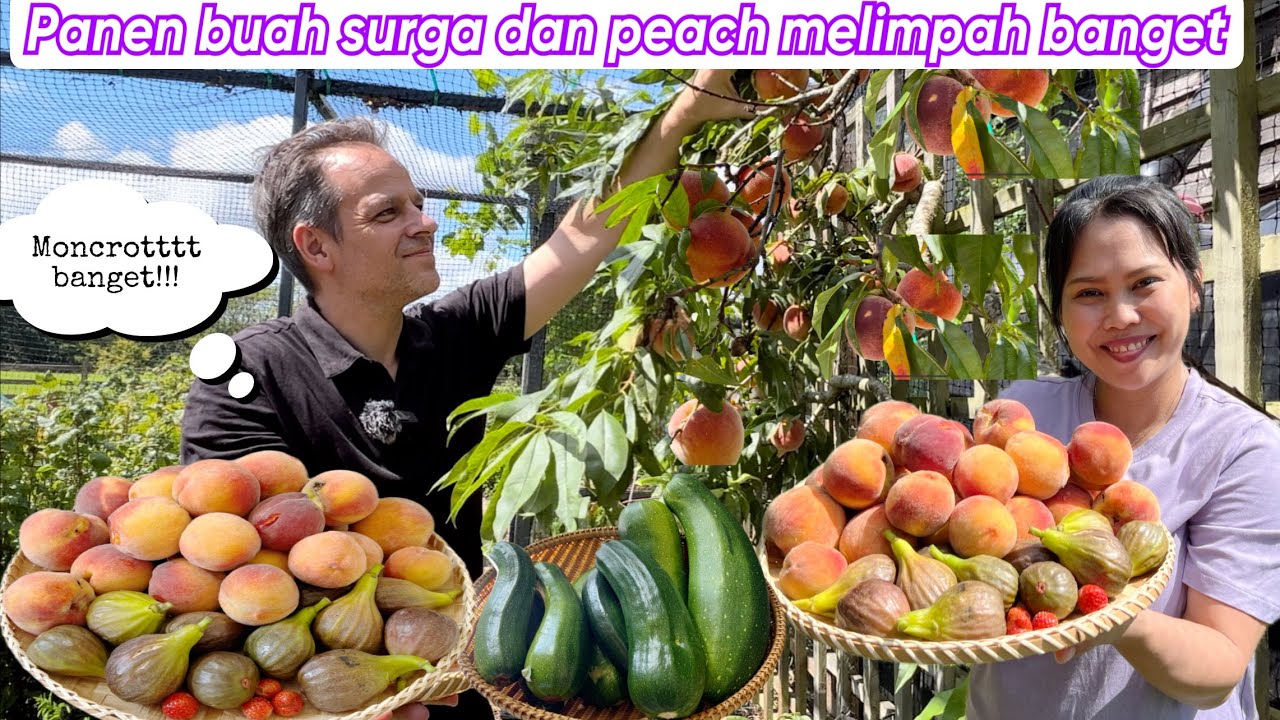 PANEN BUAH SURGA DAN PEACH MELIMPAH BANGET || LANGSUNG BUAT DESSERT UNTUK KELUARGA