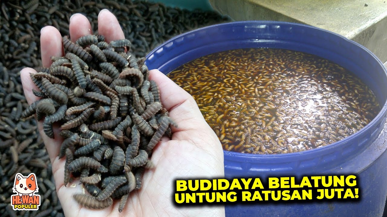 Pantesan Harganya Mencapai Puluhan Jutaan Rupiah, Ternyata Begini Proses Budidaya Maggot