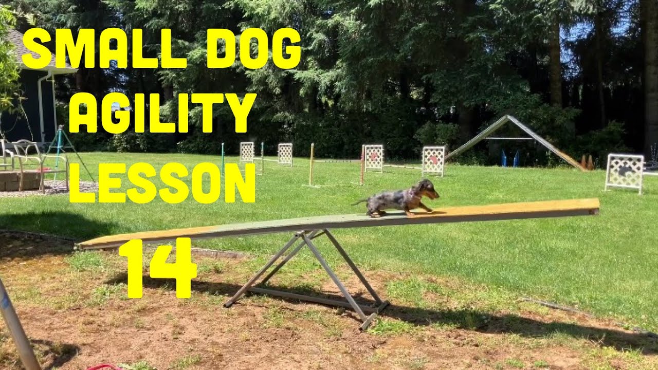 14th Agility Lesson for Small Dachshund