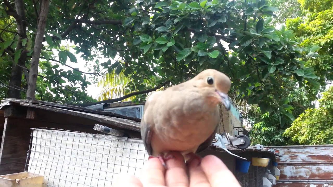 My Mourning Dove came to visit me.