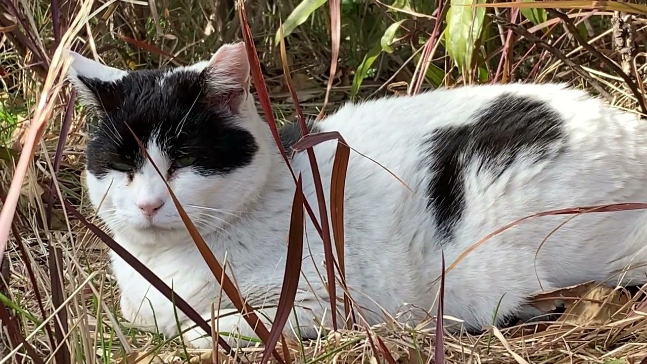 2/18気温2℃野良ネコの日常(小雪が降ってきて寒そう)