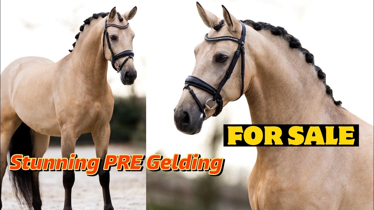 MEET MY NEXT SALES HORSE THAT'S NOW ON THE MARKET