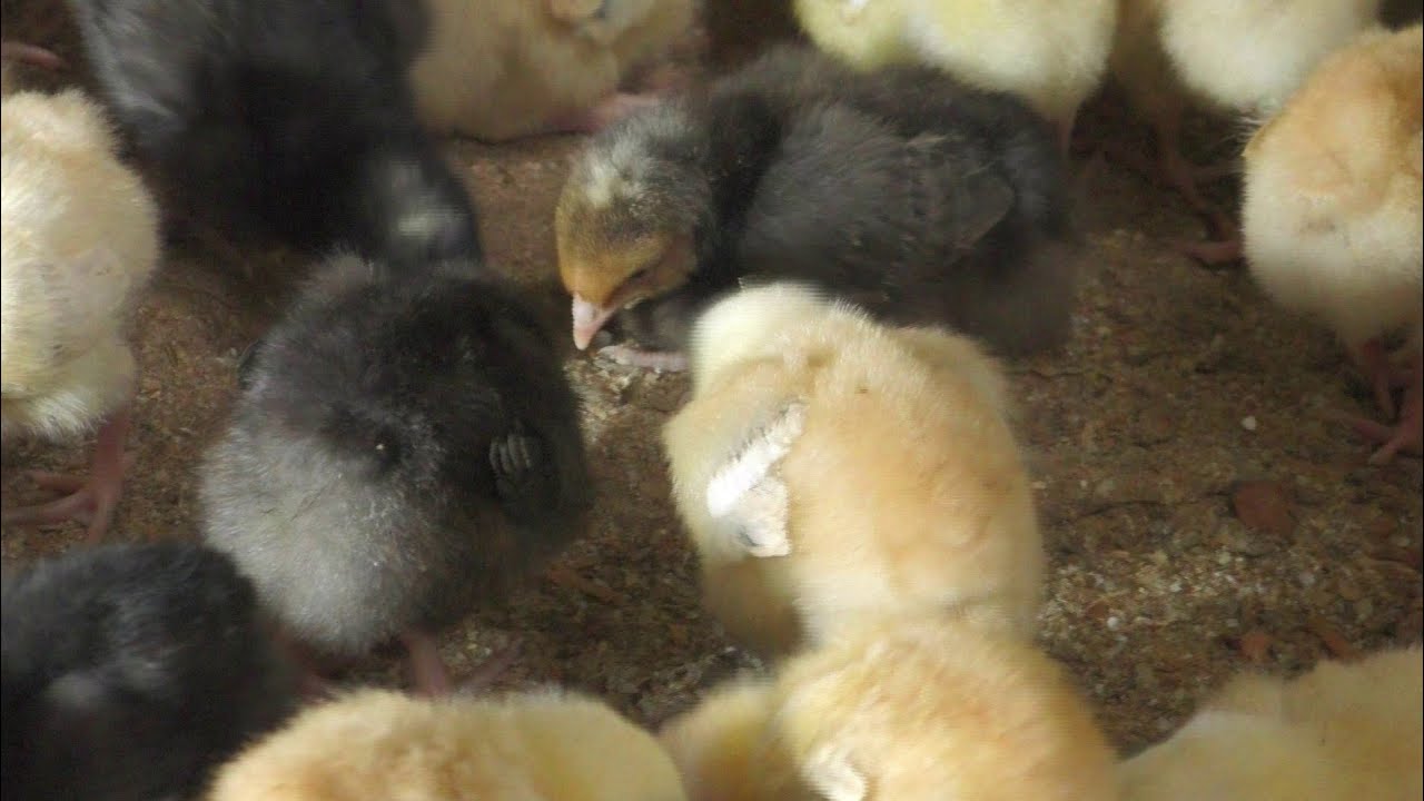 Togo : Aviculture, ils fabriquent des poussins à Lomé.