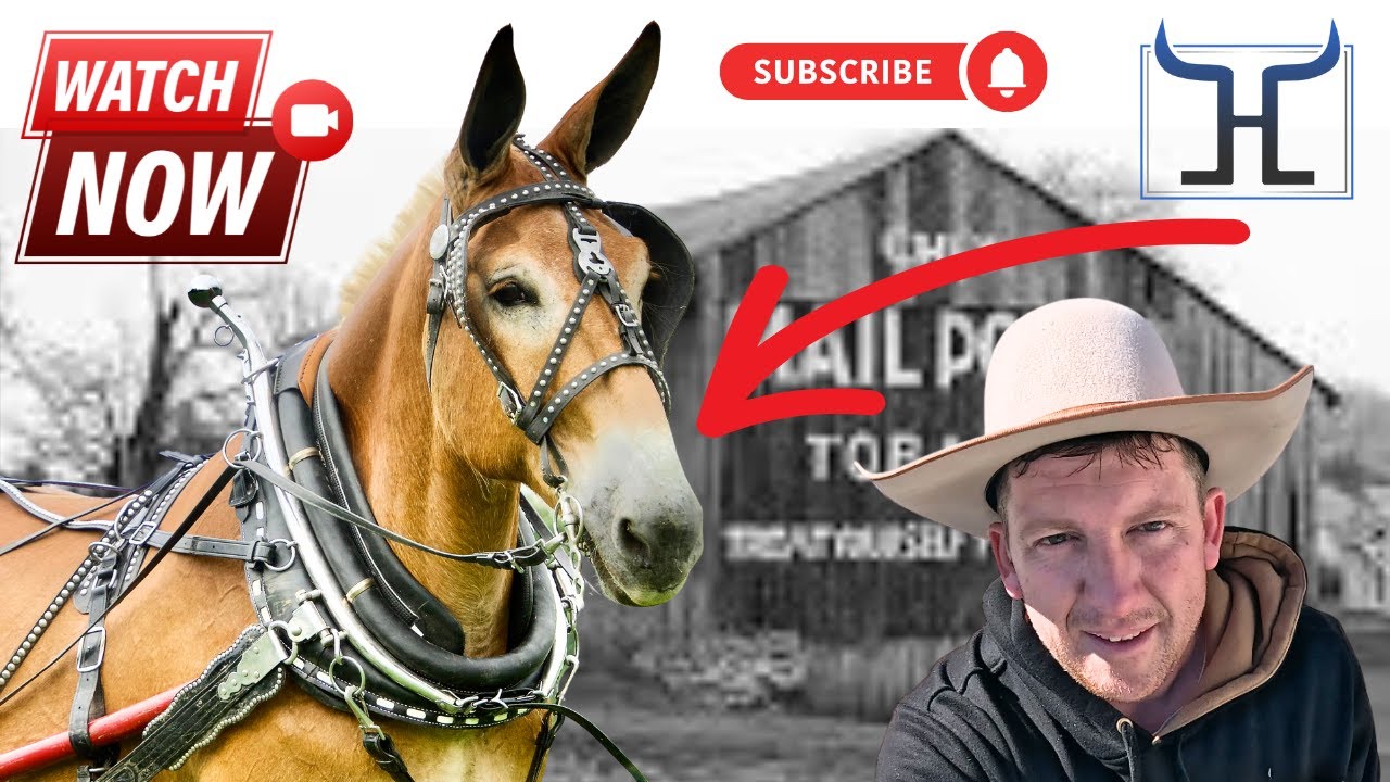 Meet Hank | Honest Draft Mule Ready to Work for You