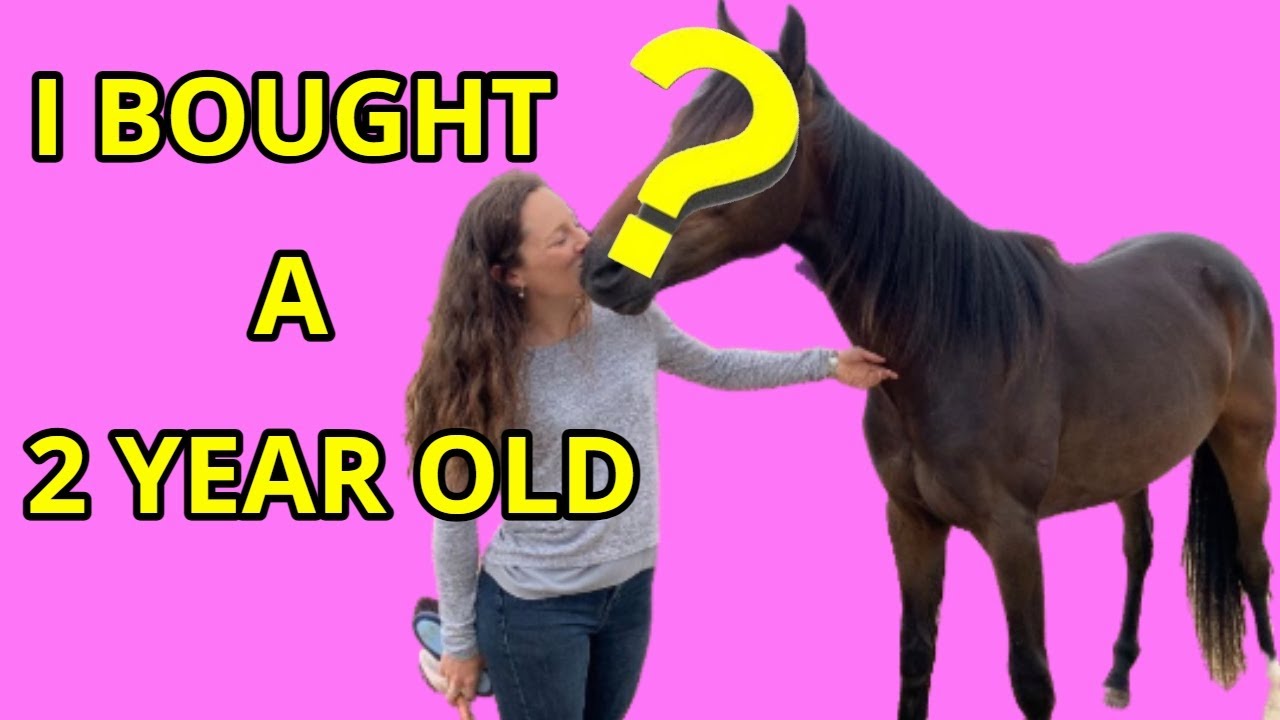 I BOUGHT A 2 YEAR OLD HORSE *CUTE* || VLOG 30
