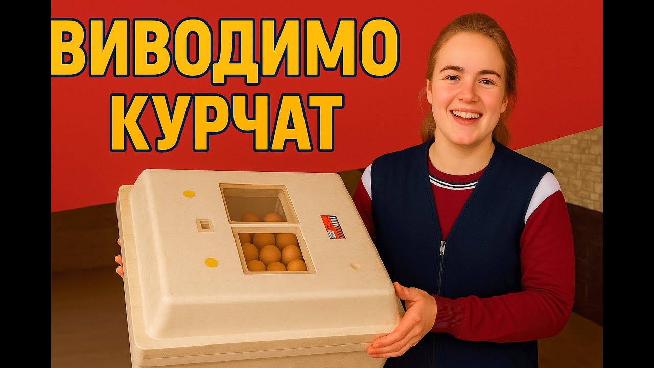 Інкубація курячих яєць від А до Я -- все, що потрібно знати !