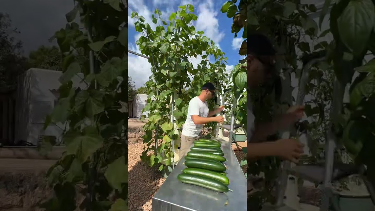 Cucumbers grown without the use of soil on aeroponic tower