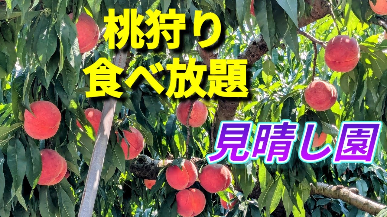 山梨県旅行の人気スポット♥見晴し園🩷桃狩り🍑食べ放題　40分間1800円♥白桃🍑５個、食べました🌼イケメンお兄さんが、説明してくれました🩷🩷🩷