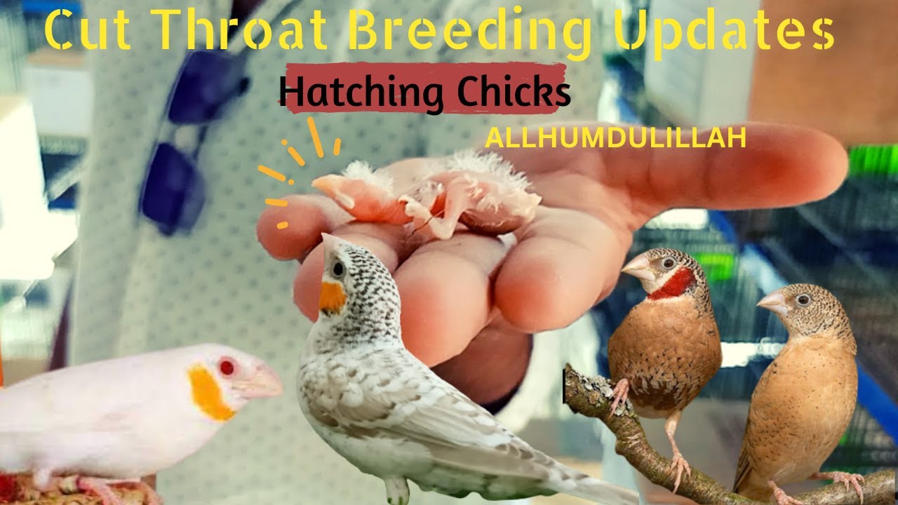 Alhamdulillah Cut Throat Breeding Updates Albino Opal Cut Thraot Hatching Chicks