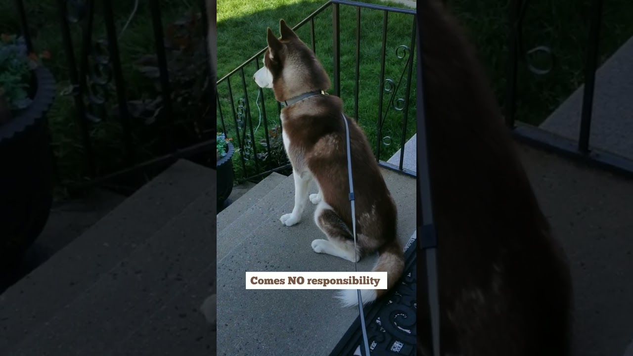 Asked my Red Husky to Guard the door and...😂