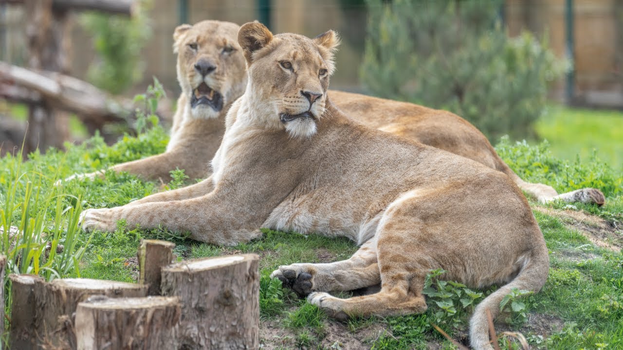 Big Cat Adventure