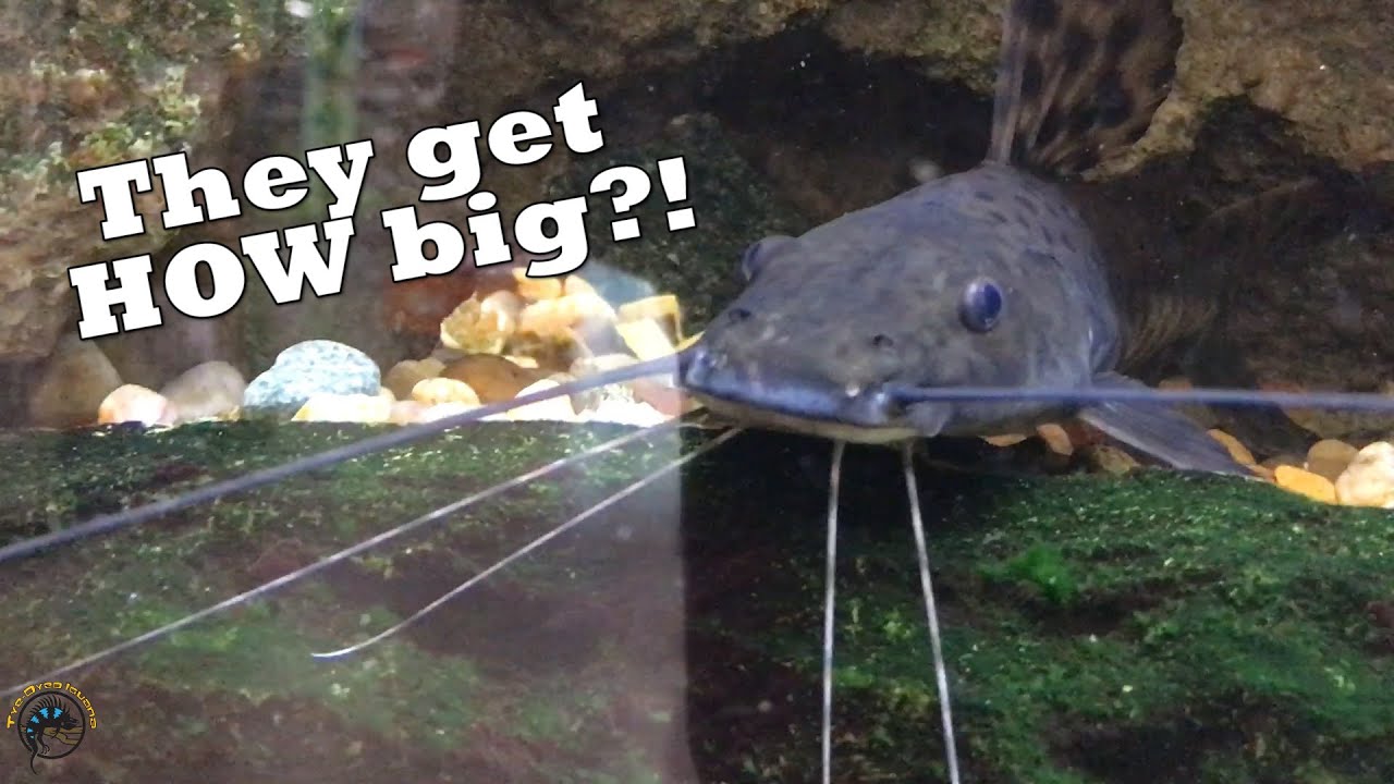Are You Up to the Challenge of a Tiger Shovelnose Catfish?