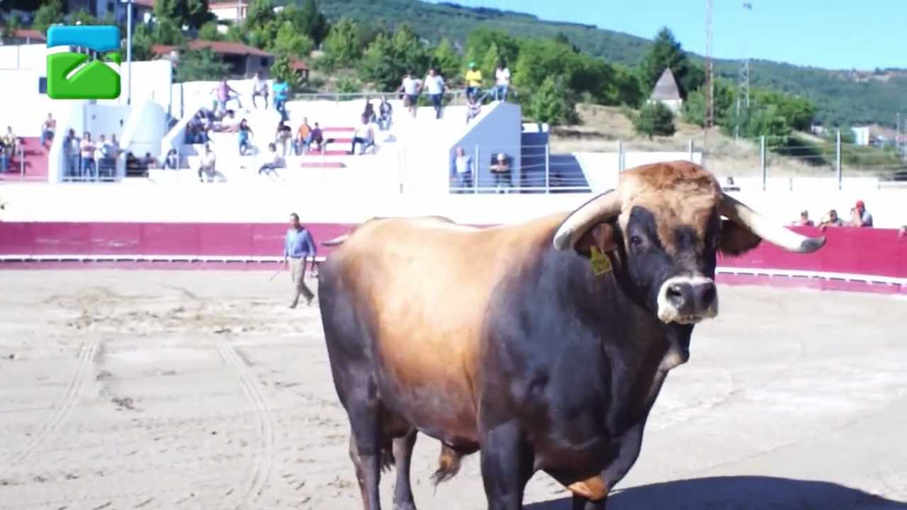 Já começou o Campeonato de Chega de Touros em Vinhais