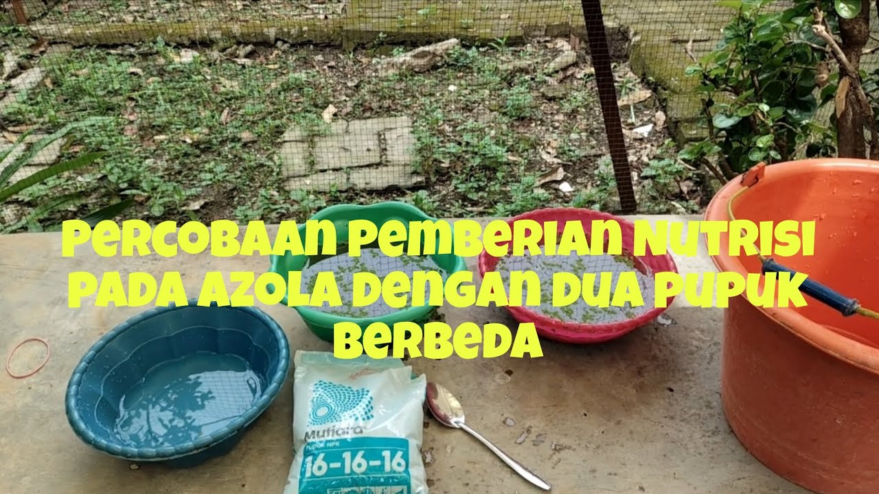 Percobaan Pemberian Nutrisi Pada Azolla Dengan Dua Pupuk Berbeda