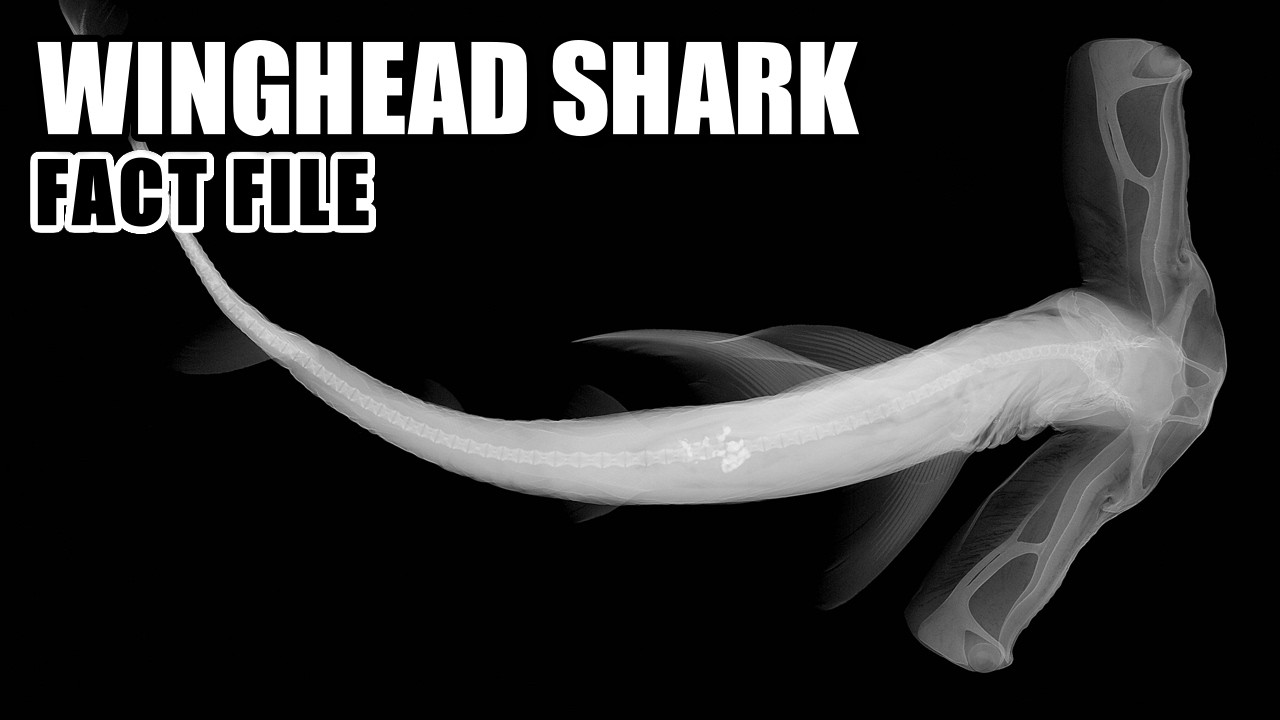 Winghead Shark&nbsp;Facts: the SLENDER Hammerhead 🦈 Animal Fact Files