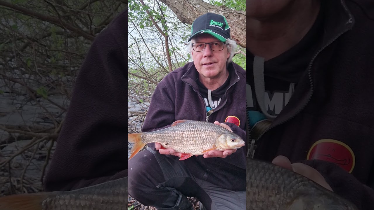 Gros Gardons - Big Roach