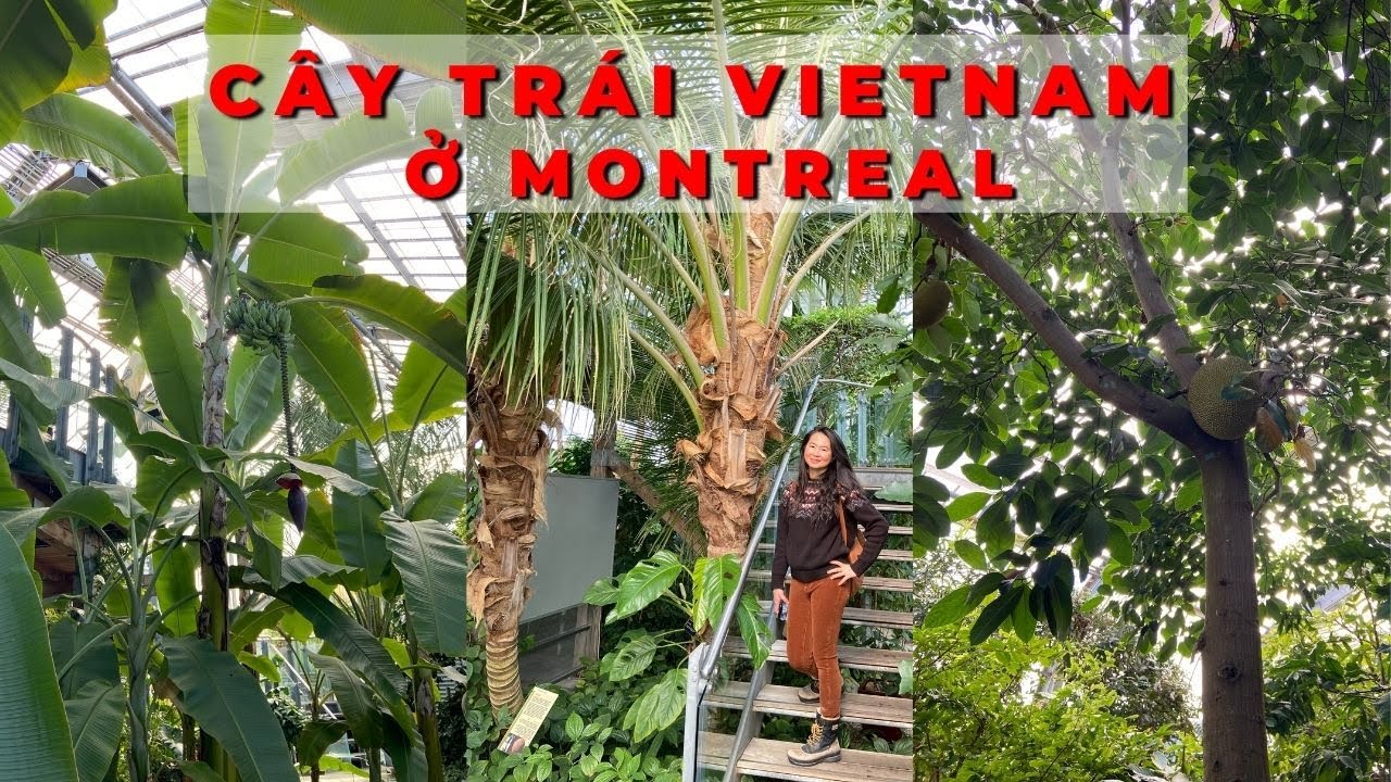 Vườn cây trái nhiệt đới ở vườn bách thảo | mít , đu dủ, dừa | Montréal Botanical Garden in Winter
