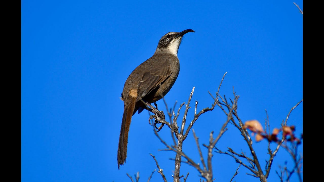 California Curve - Billed Thrasher Bird Song, Bird Call, Bird Singing, Bird Sounds, Bird Chirping