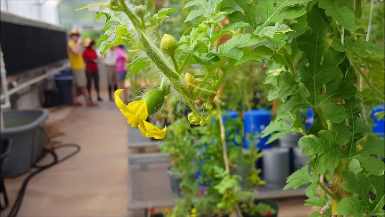 Pollinating Watermelons in the Greenhouse