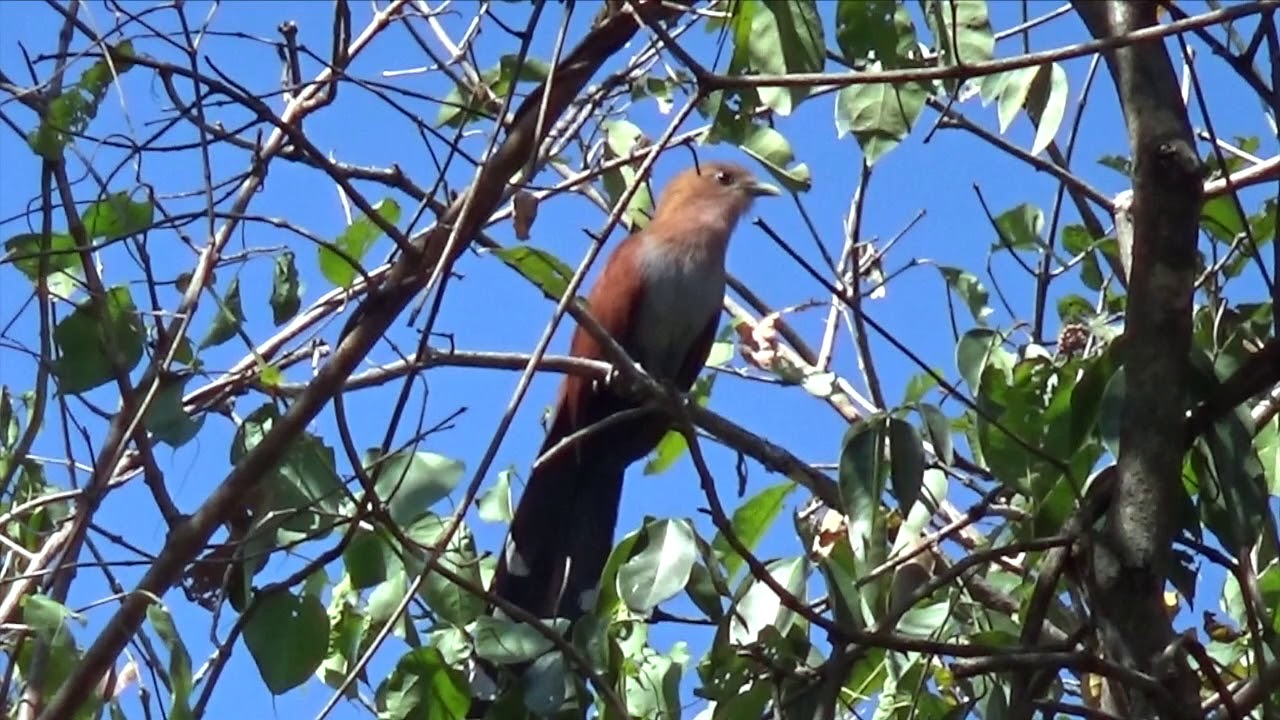 Pájaro Piscoy sobre árbol, Cuco Ardilla Común (Piaya Cayana)