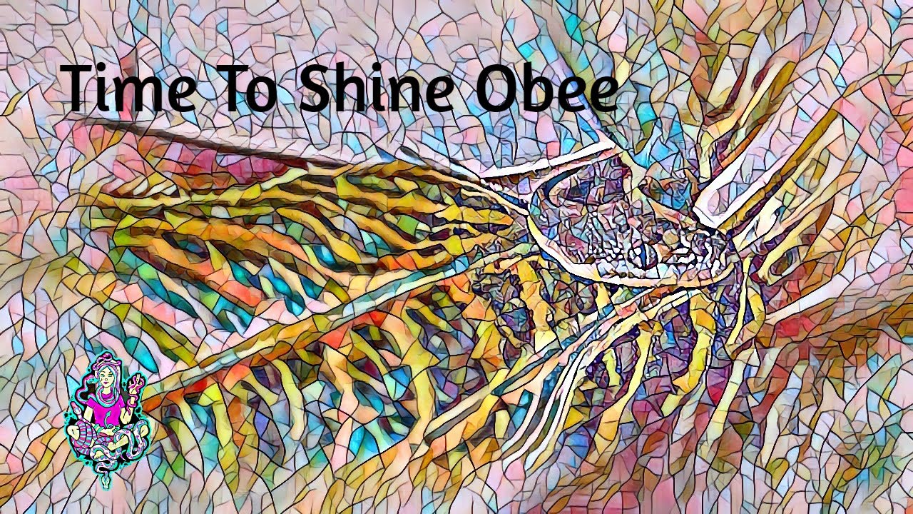 Spotlight On Obee The Olive Python