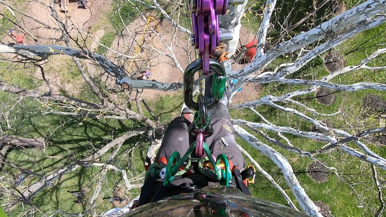 2025 Practice Work Climb | 75 ft. American Sycamore