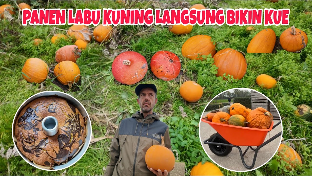 PANEN LABU KUNING DI BELANDA LANGSUNG BIKIN KUE #panenbuah #buahliar 