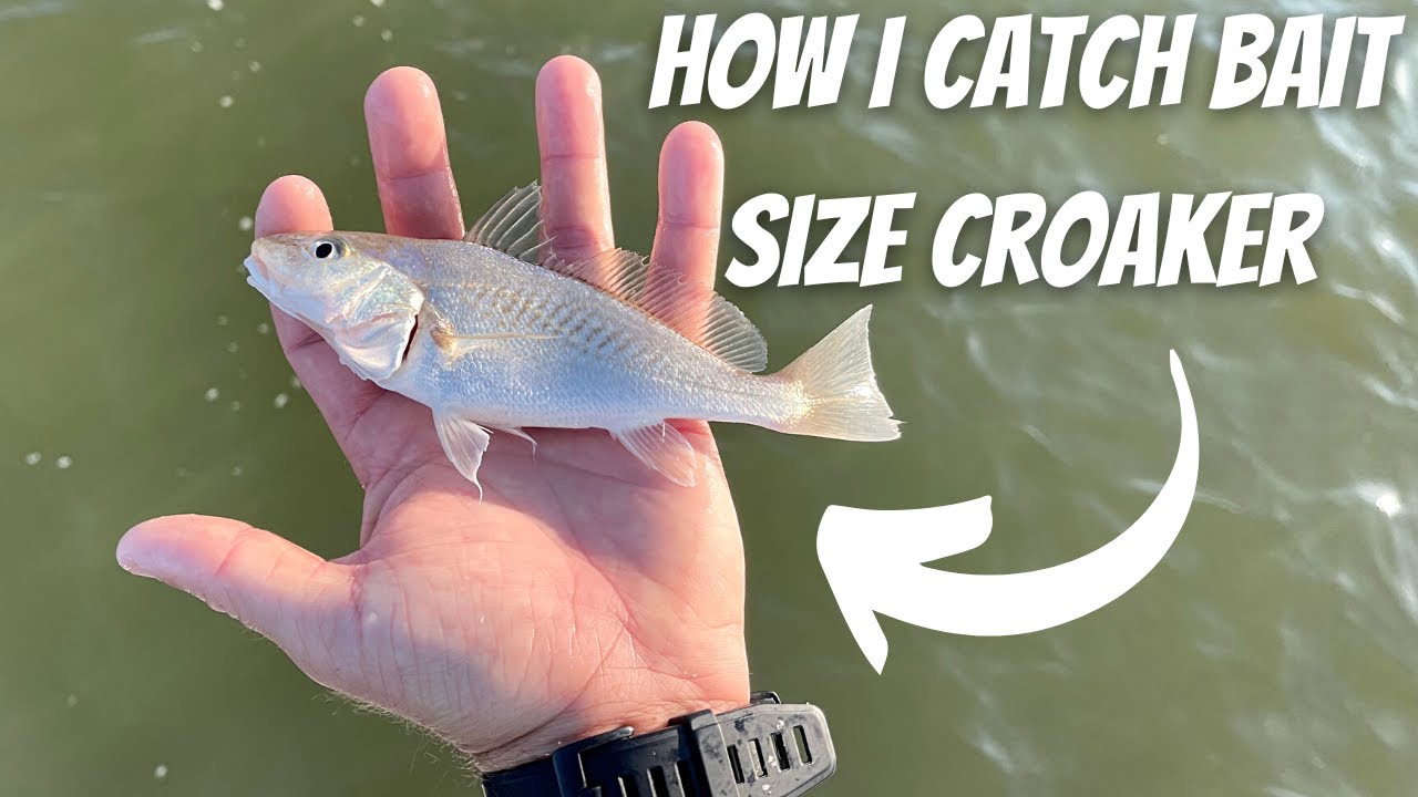 Using LIVE CROAKER I Caught Myself For AGGRESSIVE Beach Fish! | Fathers Day Special