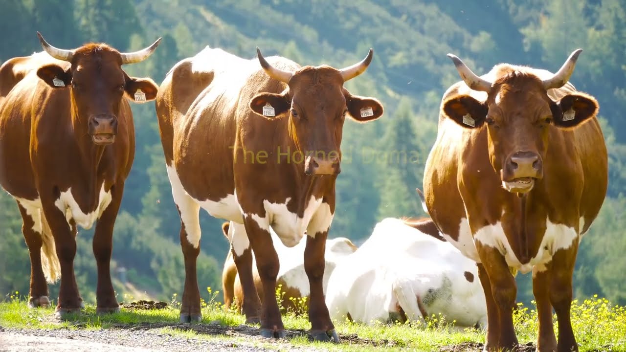 What Happens When a Giant Bison Mates With a Cow?