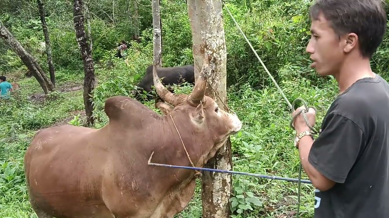 Saib nyuj zoo nraug nyob rau zo npab kam .29 /7/2025