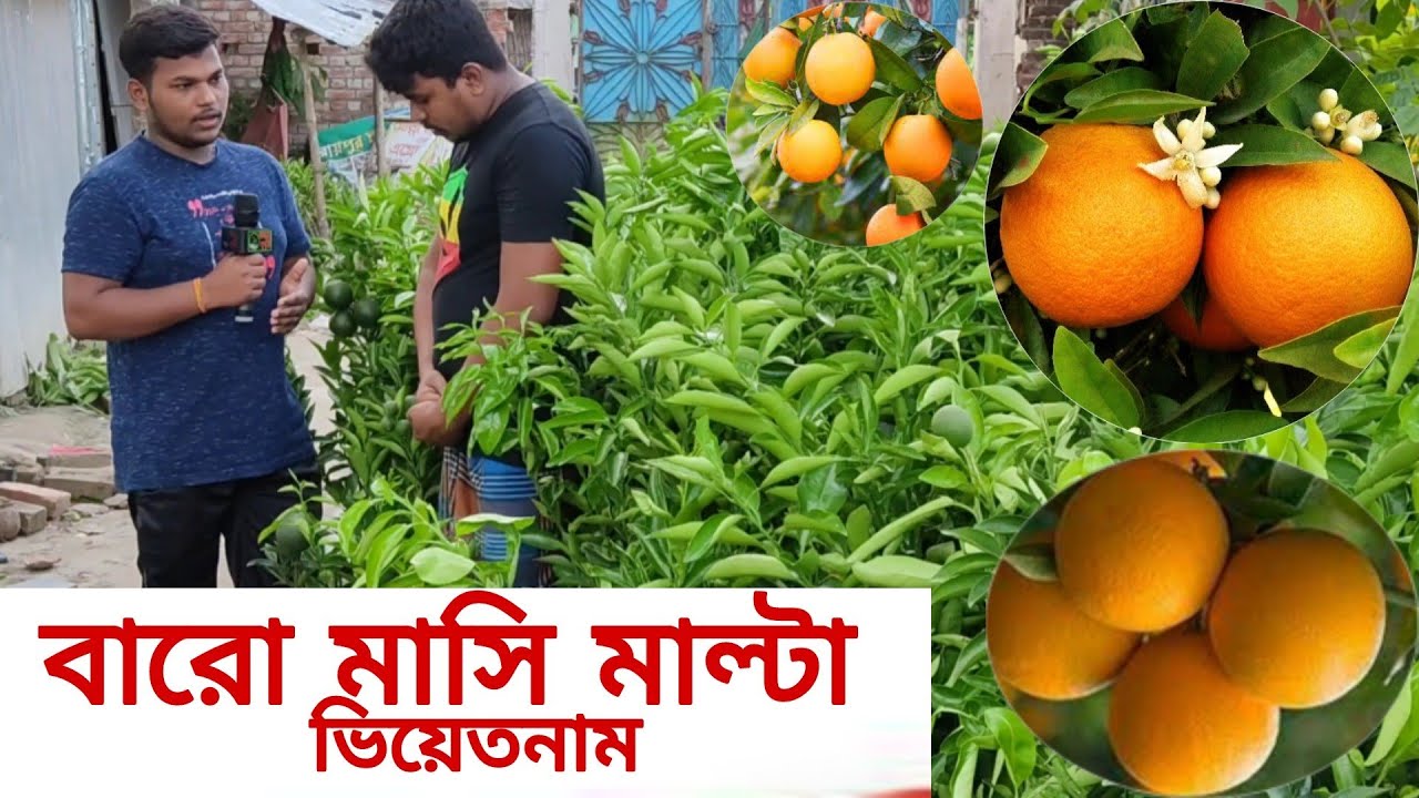 ভিয়েতনাম বারো মাসি মাল্টা,, বারো মাস মাল্টা পাবেন,,, অরজিনাল চারা নিতে যোগাযোগ করেন