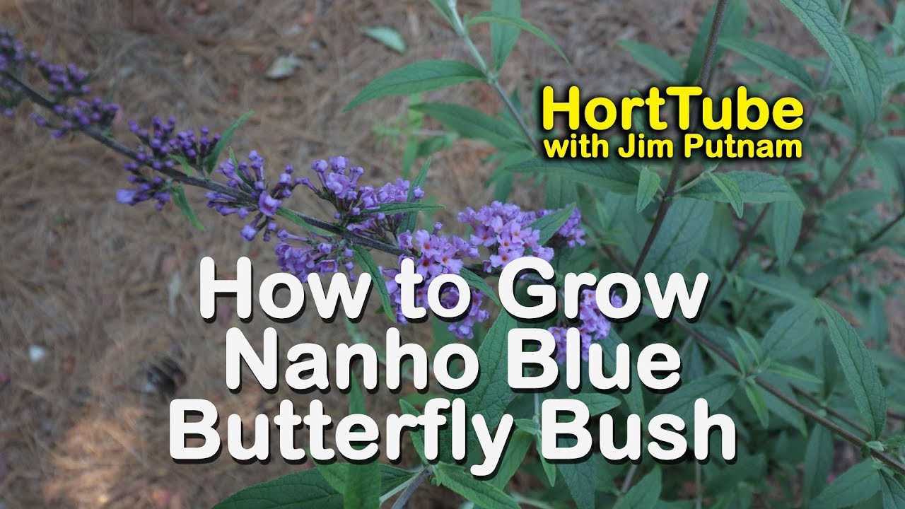 How to grow Nanho Blue Butterfly Bush - Blue Butterfly Magnet