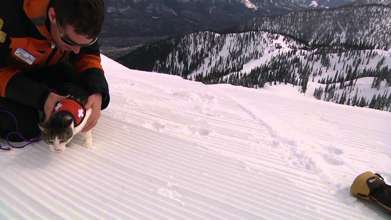 Canadian Avalanche Rescue Cat Association