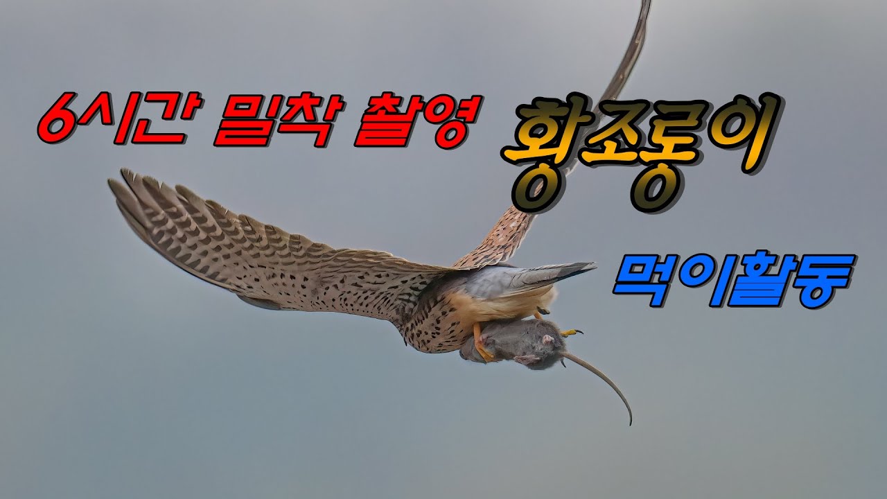 #황조롱이 먹이활동