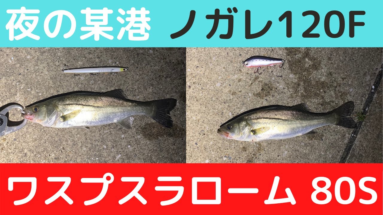 【某港湾】シーバス　ワスプスラローム 80S　ノガレ120F　セイゴでした