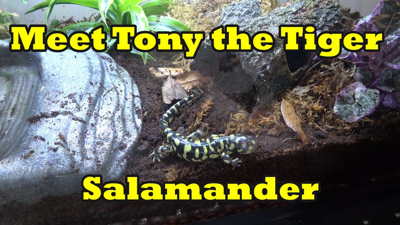 Meet Tony the Tiger Salamander