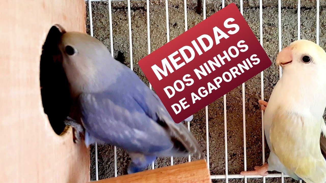 Medida ideal para um ninho de agapornis