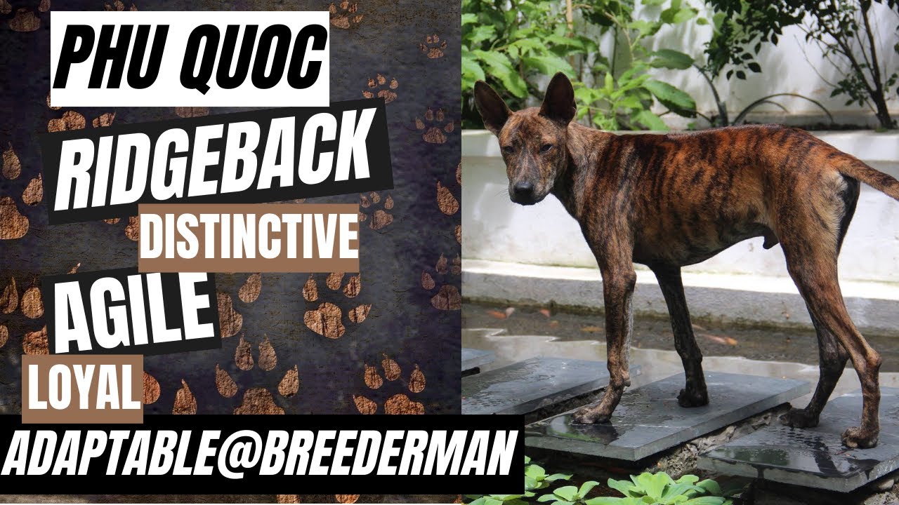 The Phu Quoc Ridgeback | A Unique and Fascinating Dog