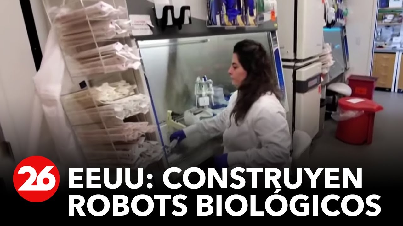 EEUU: Cient&iacute;ficos construyen robots biol&oacute;gicos a partir de c&eacute;lulas humanas
