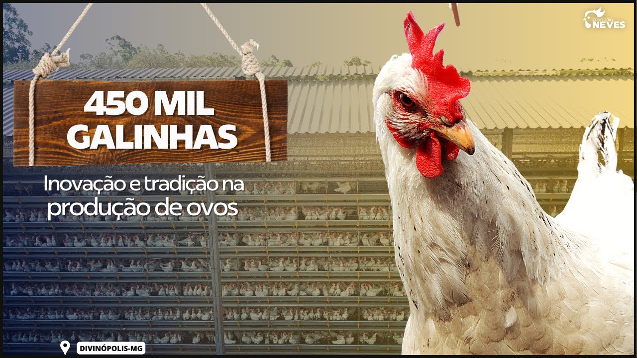 7 Andares de GALINHAS. Essa granja produz 10 milhões de OVOS por mês