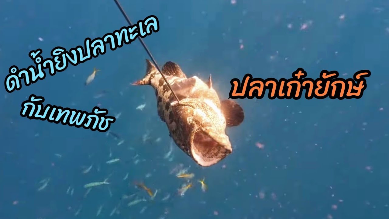 น้องภัชโชว์สกิล ดำน้ำยิงปลาทะเล