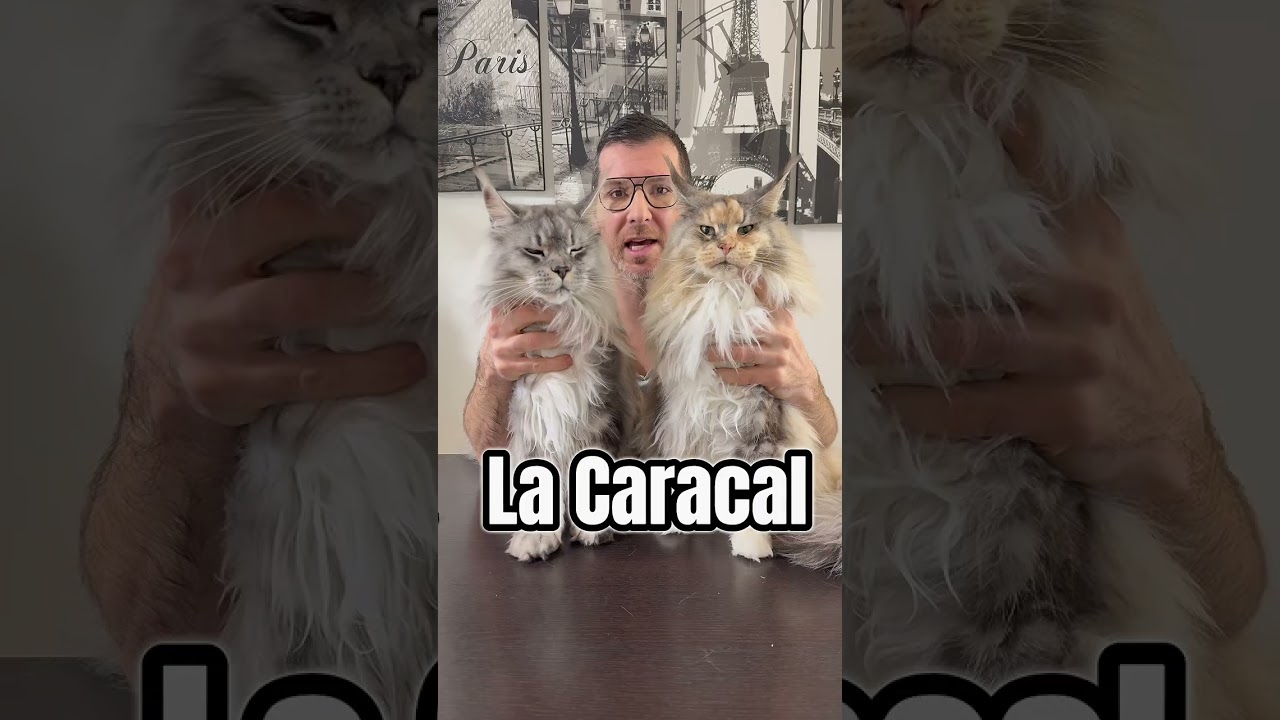 Top 10 des chats sauvages 