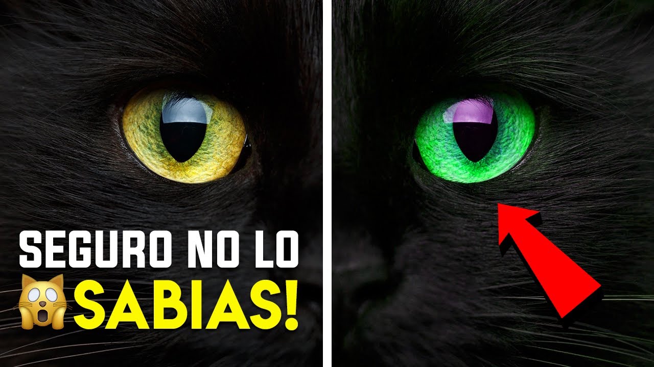 20 CURIOSIDADES Increíbles sobre los GATOS NEGROS! 🙀