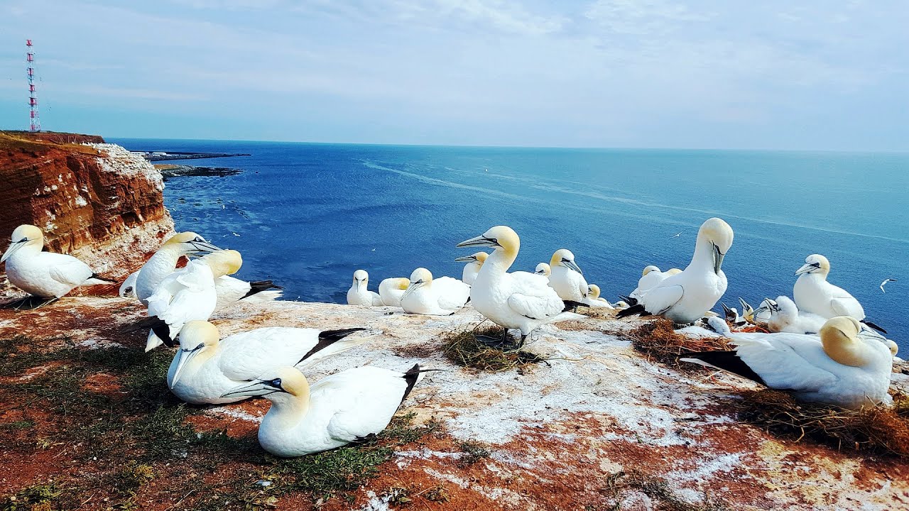 Helgoland Momente - Basst&ouml;lpel Westk&uuml;ste