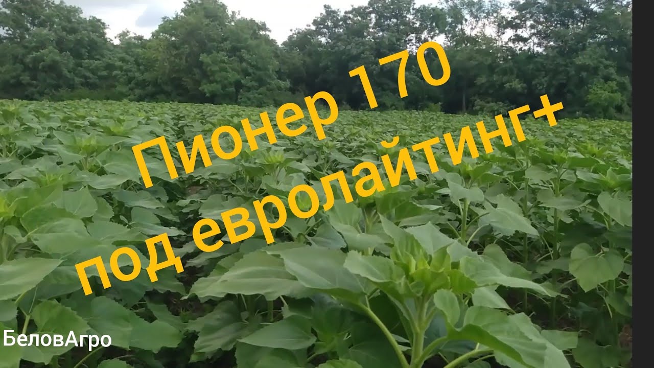 ❌Обзор подсолнуха🌻 Пионер 170 под евролайтинг +❌