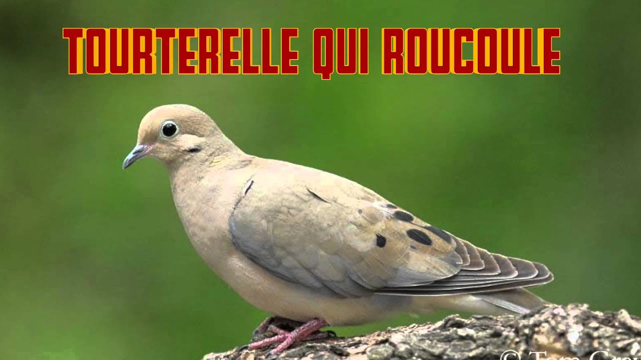 TOURTERELLE qui ROUCOULE le cri de la TOURTERELLE
