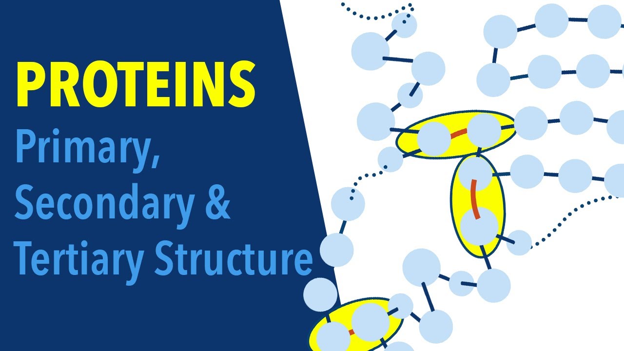 Understanding Proteins: Primary, Secondary and Tertiary Structures
