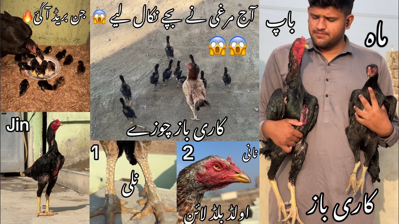 Karry bazz bacha nikal aia😱🔥 | Maa or Baap ki video k sat | Warraich aseels