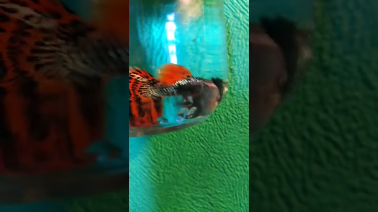 Гуппи Platinum Red Mosaic Big Ears