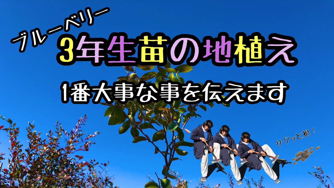 ★地植えのコツ★ブルーベリー3年生苗、これだけは意識せよ！